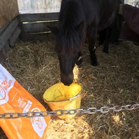 photo de livraison pour Espoir au Galop