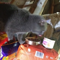 photo de livraison pour Les Chats de la Rue