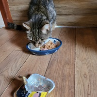 photo de livraison pour Chat de Gout'hier sans Toit