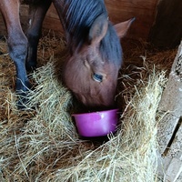 photo de livraison pour Les Chevaux d'Elo