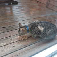 photo de livraison pour Pour l'Amour des Chats