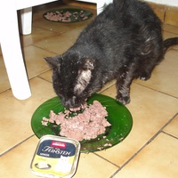 photo de livraison pour Protection Animale Berroise