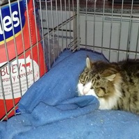 photo de livraison pour Les chats Port-Saint-Louisiens