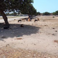photo de livraison pour Comme Chiens et Chats Maroc