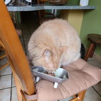 photo de livraison pour Chat de Gout'hier sans Toit