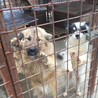 photo de livraison pour Save & Hope for Dogs