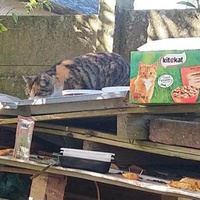 photo de livraison pour Croq'Chats
