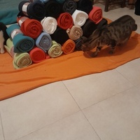 photo de livraison pour Les Amis de Michouette