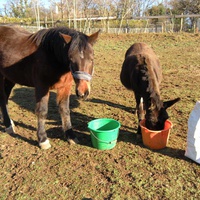 photo de livraison pour Les Sans Famille