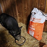 photo de livraison pour Chats Libres de Béziers