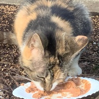 photo de livraison pour Association C.A.T.S. Chat Animal Terrien Solidarité