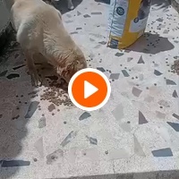 photo de livraison pour Comme Chiens et Chats Maroc