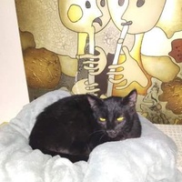 photo de livraison pour Phénix
