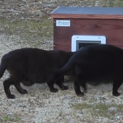 photo de livraison pour URGENCE AIDE ANIMAUX
