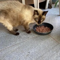 photo de livraison pour STREET CATS