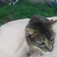 photo de livraison pour Chez Minou