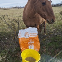 photo de livraison pour Hearthland Royal Horse
