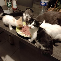 photo de livraison pour Chat L'Heureux Chat l'Ange et Cie