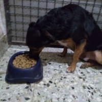 photo de livraison pour Lina's animal rescue