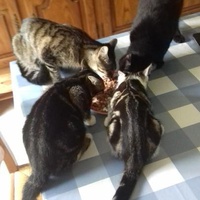 photo de livraison pour Pour l'Amour des Chats