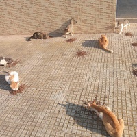 photo de livraison pour Comme Chiens et Chats Maroc