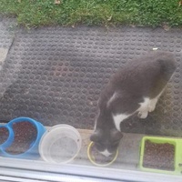 photo de livraison pour Pour l'Amour des Chats