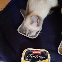 photo de livraison pour Bien vivre avec les Chats Sallélois