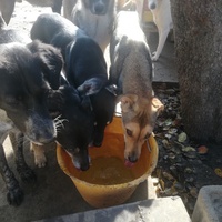 photo de livraison pour Europe4strays