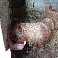 photo de livraison pour Syrou