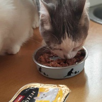 photo de livraison pour L'école du Chat d'Ollioules