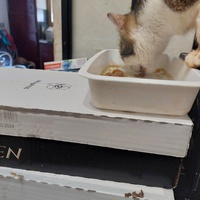 photo de livraison pour Une vie, Un chat