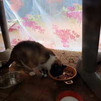 photo de livraison pour Chat de Gout'hier sans Toit