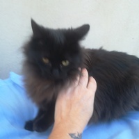 photo de livraison pour Les Chats libres de Calvisson