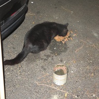 photo de livraison pour Chat Libre de l'Ile du Ramier