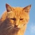 photo animal