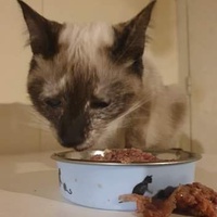 photo de livraison pour The Funny Farm Cat Rescue