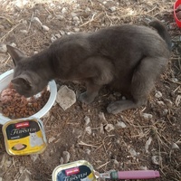 photo de livraison pour Les Chats-Pitresdelavi-Ste