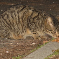 photo de livraison pour Chat Libre de l'Ile du Ramier