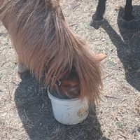 photo de livraison pour Equi-Libre : Droit à la Retraite Equine