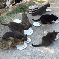 photo de livraison pour Les Petits Félins Sommierois