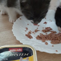 photo de livraison pour Bien vivre avec les Chats Sallélois