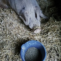 photo de livraison pour Chats Libres de Béziers