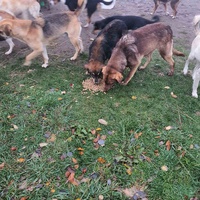 photo de livraison pour Silver Dog Srebrenica