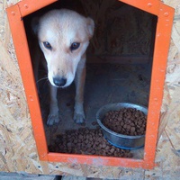 photo de livraison pour Refuge pour chiens de Baia Mare