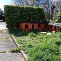 photo de livraison pour Les Psychadelics 