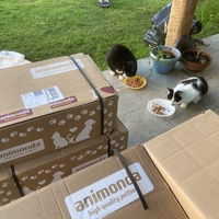 photo de livraison pour Association Des  Chats  De Hyeres