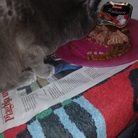 photo de livraison pour Les chats de chez nous