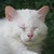 photo animal