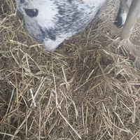 photo de livraison pour Equi-Libre : Droit à la Retraite Equine