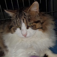 photo de livraison pour Les chats Port-Saint-Louisiens